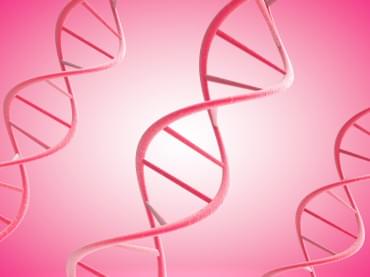 3d pink DNA strands