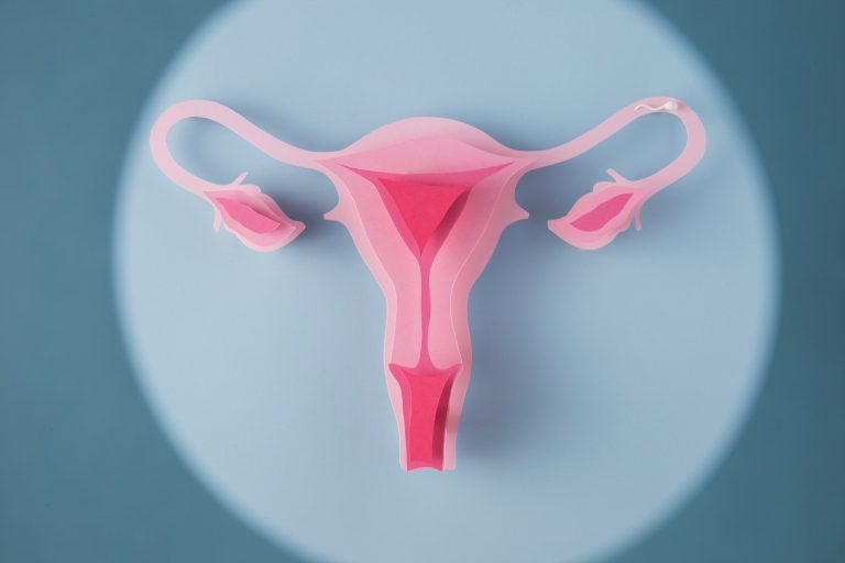 Ilustração do sistema reprodutor feminino com as tubas uterinas, útero e ovário.