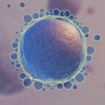 Representação de um óvulo para representar a pergunta: quantos óvulos uma mulher tem depois dos 30 anos?