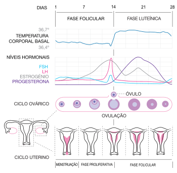 Como Lidar com o Ciclo Menstrual Irregular?