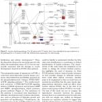 The insulin signaling pathway is dysregulated in cumulus cells f